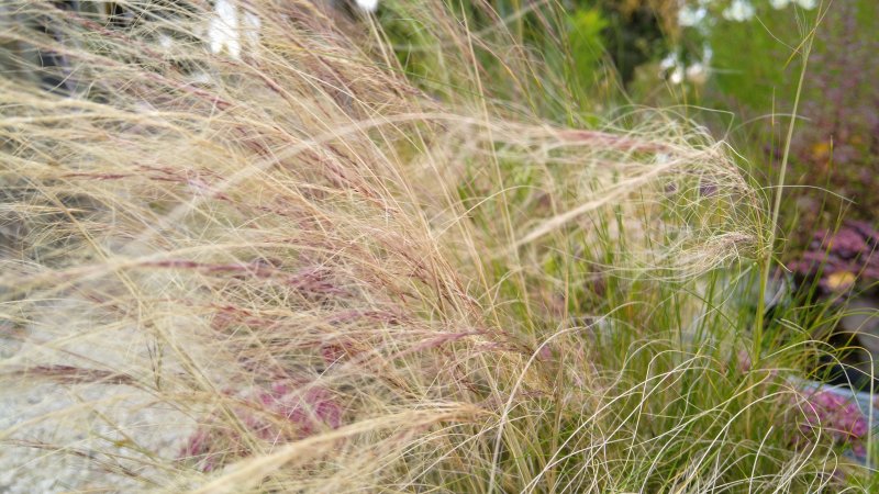 Stipa tenuissima 'Pony Tails' Jõhv-stepirohi